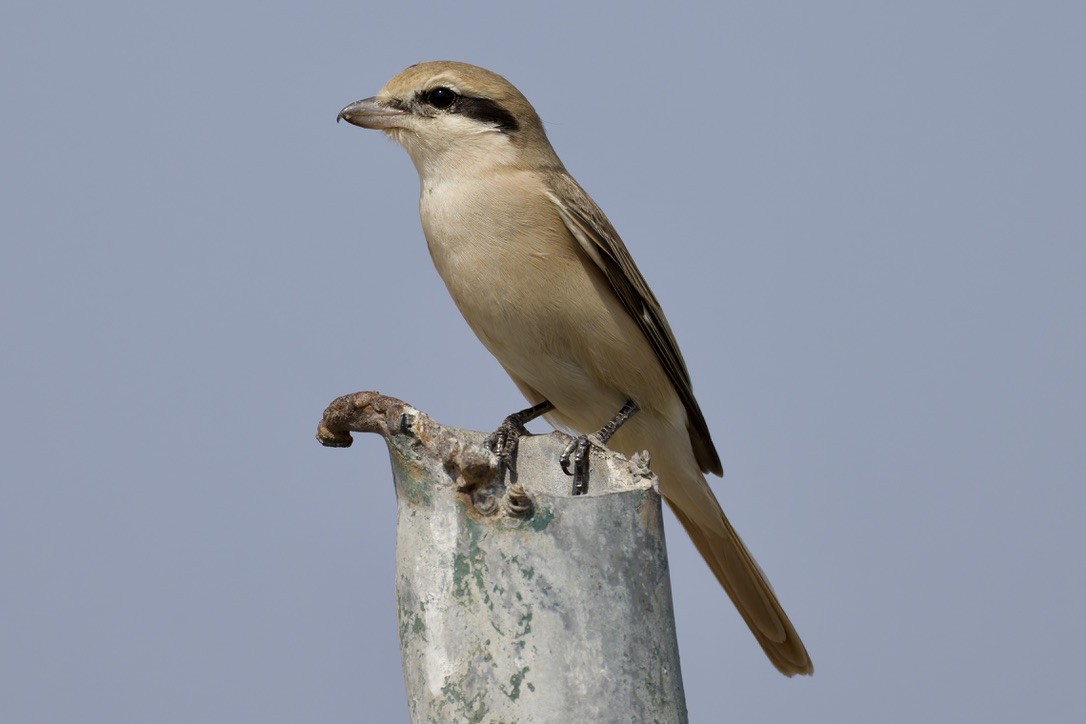 Alcaudón Isabel (isabellinus) - ML643764030