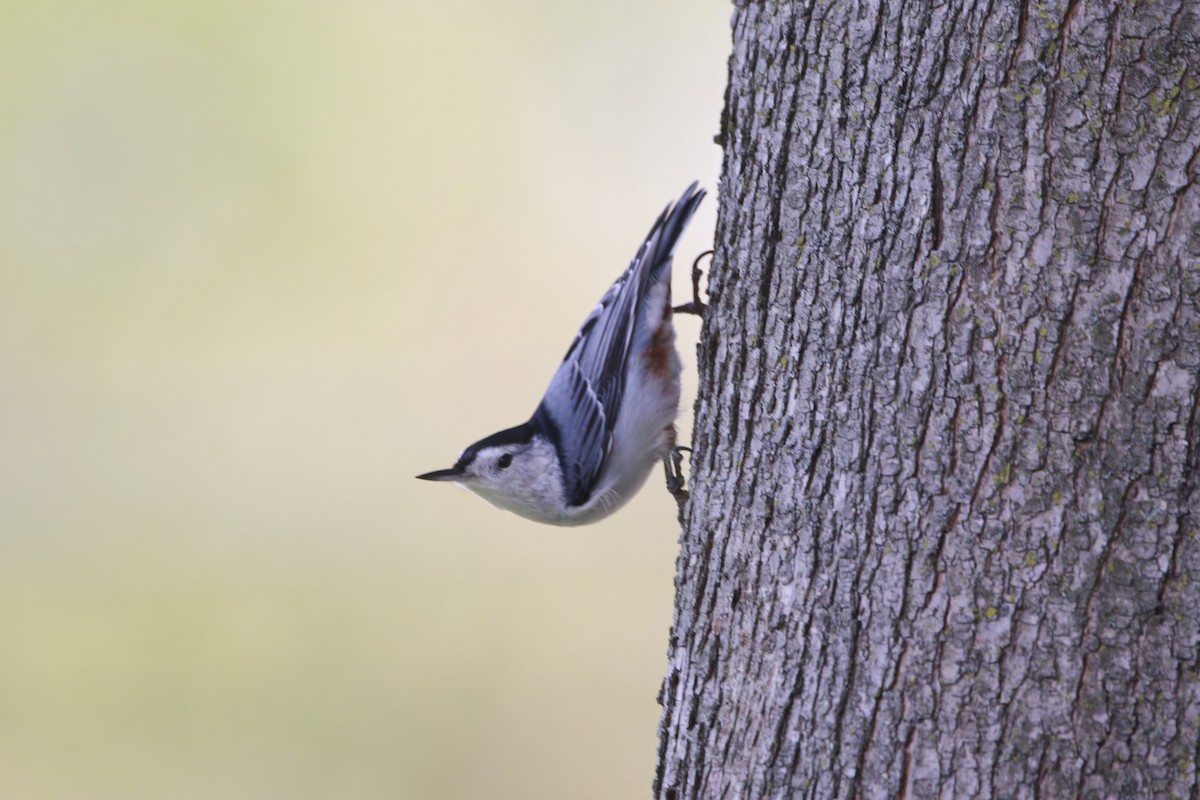 White-breasted Nuthatch - ML643764042