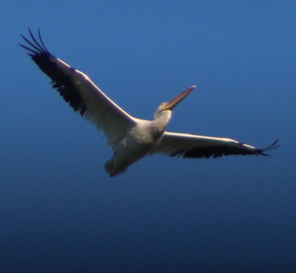 American White Pelican - ML643764045