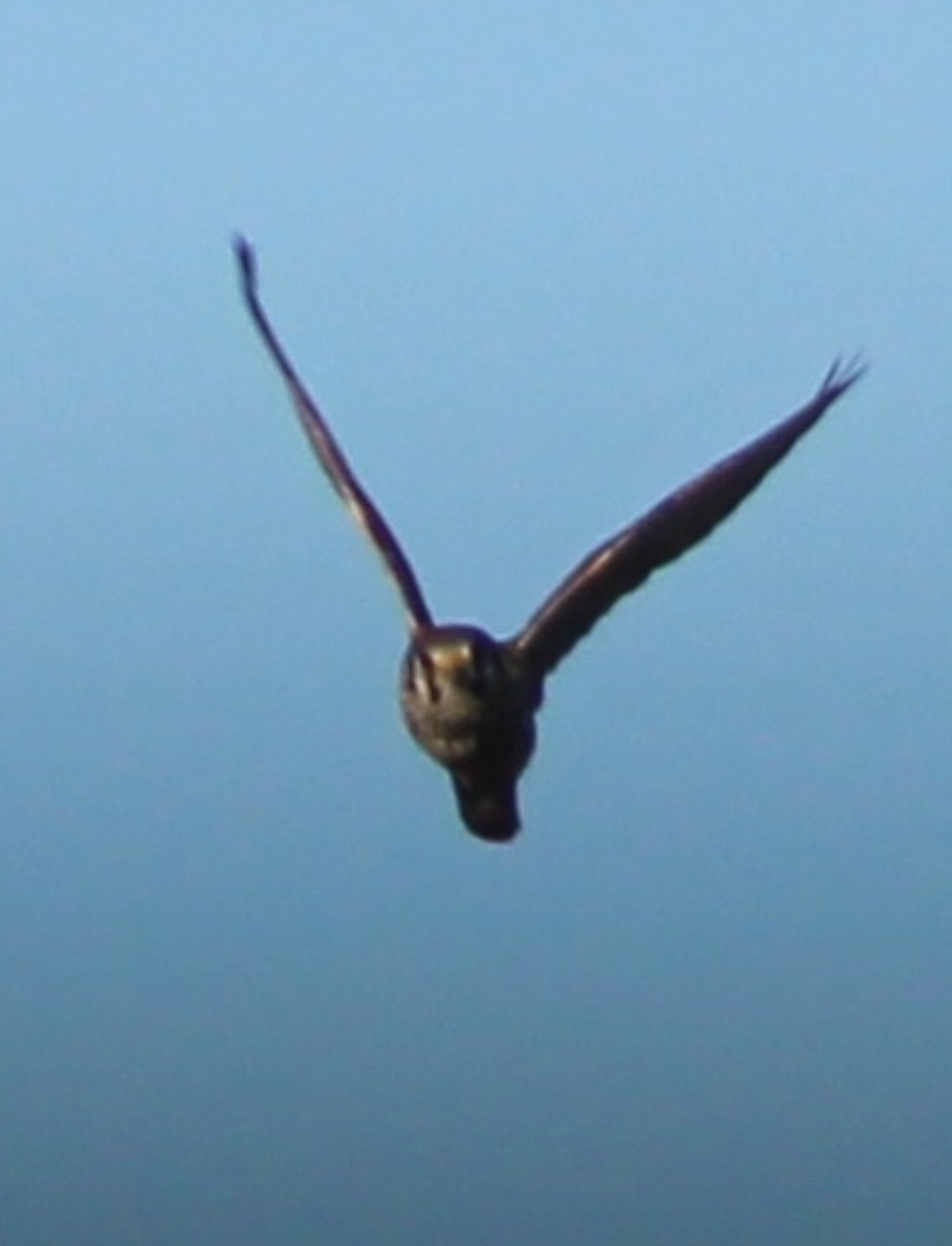 American Kestrel - ML643764055