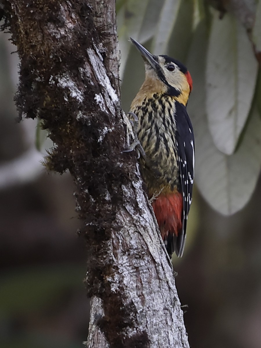 Darjeeling Woodpecker - ML643764057