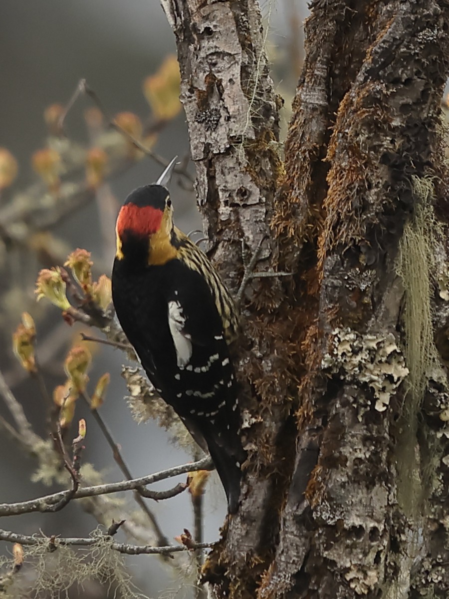 Darjeeling Woodpecker - ML643764058