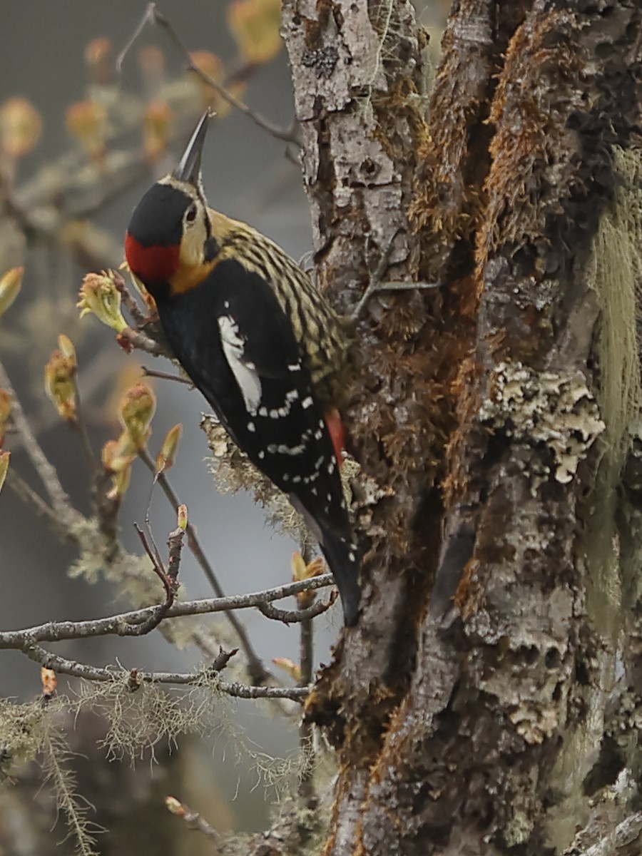 Darjeeling Woodpecker - ML643764059