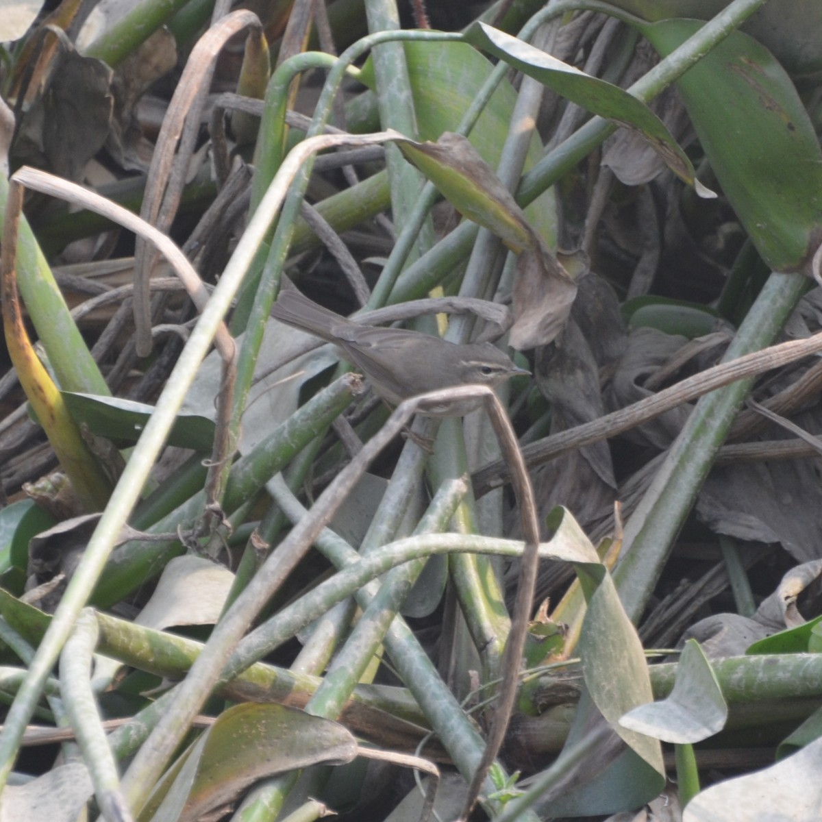 Pouillot brun - ML643764079