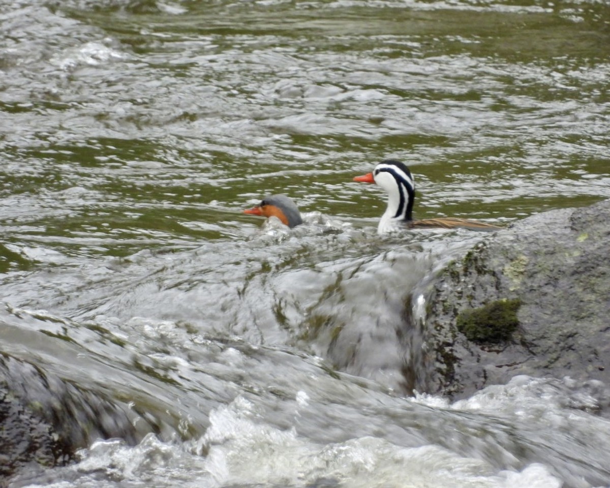 Torrent Duck - ML643764084