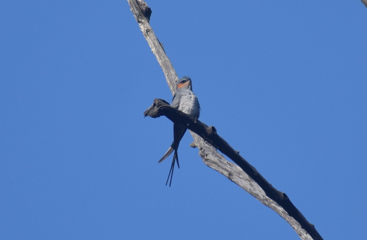 Crested Treeswift - ML643764086