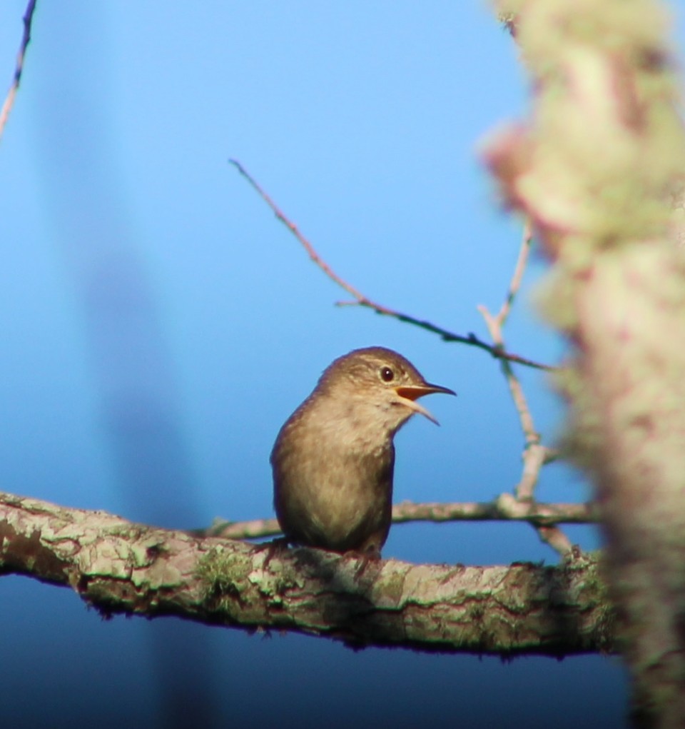 Northern House Wren - ML643764088