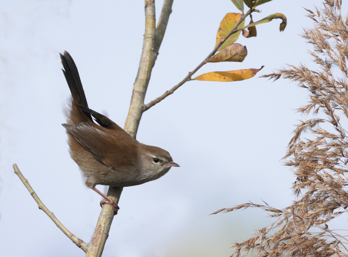 Cetti's Warbler - ML643764089