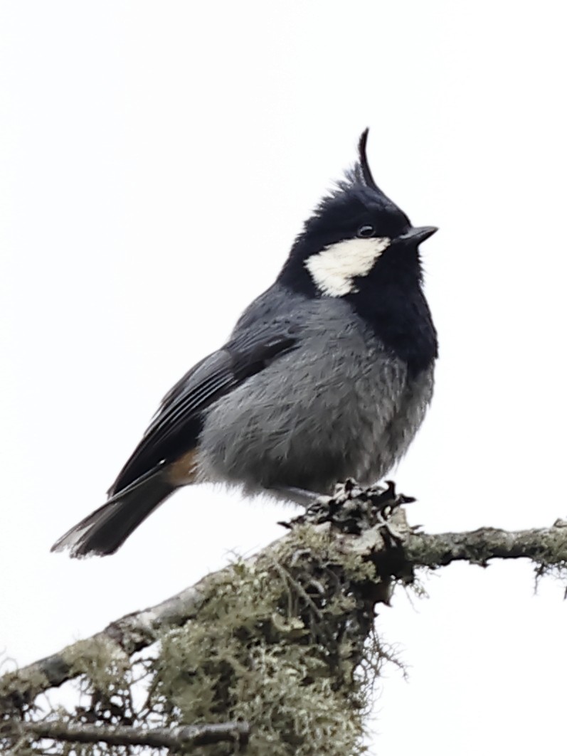 Mésange cul-roux - ML643764096