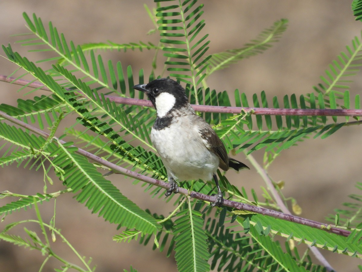 White-eared Bulbul - ML643764106