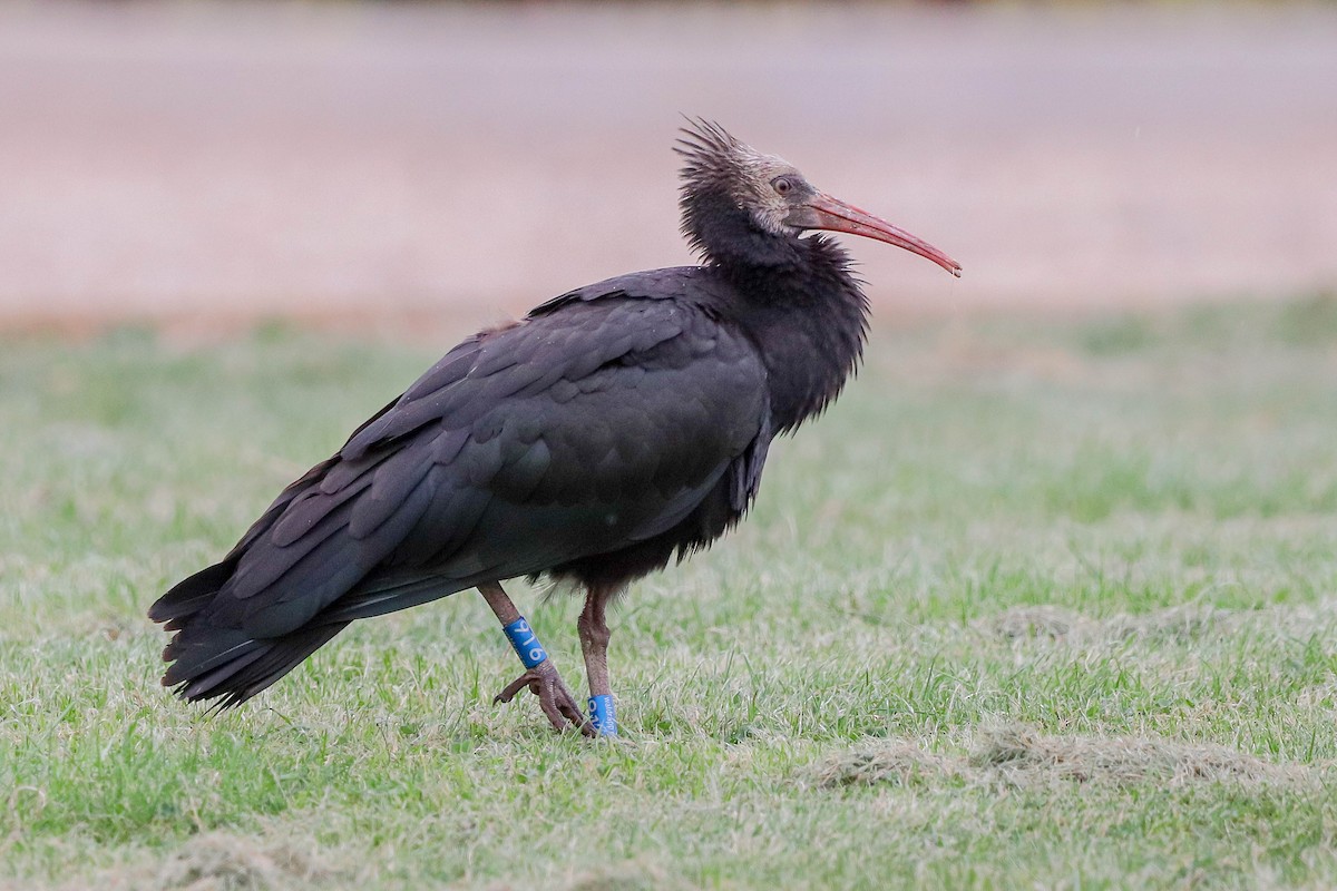Ibis chauve - ML643764117