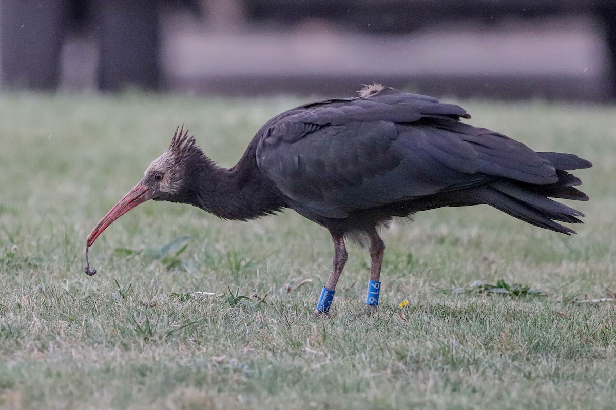 Ibis chauve - ML643764118