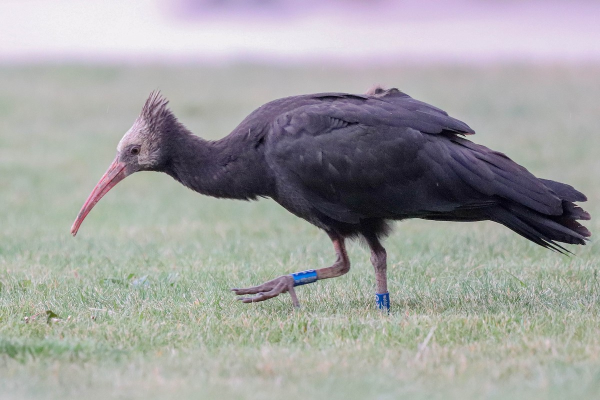 Ibis chauve - ML643764119