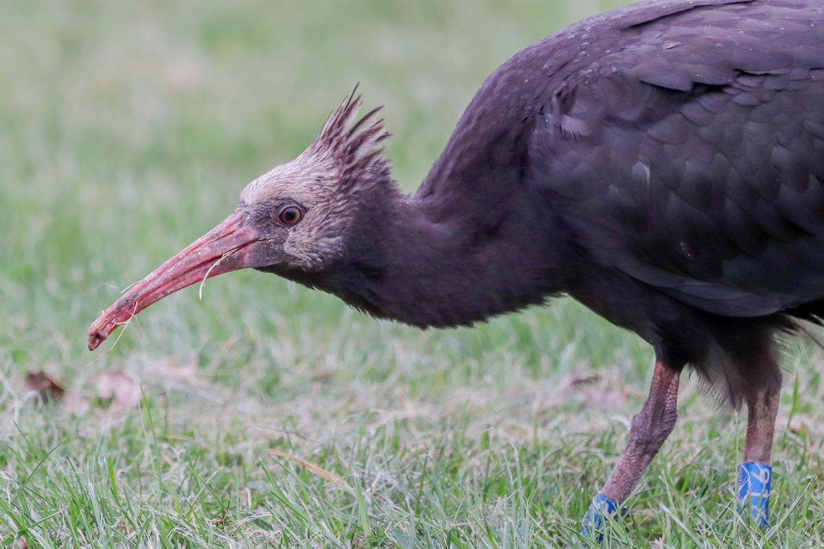 Ibis chauve - ML643764120