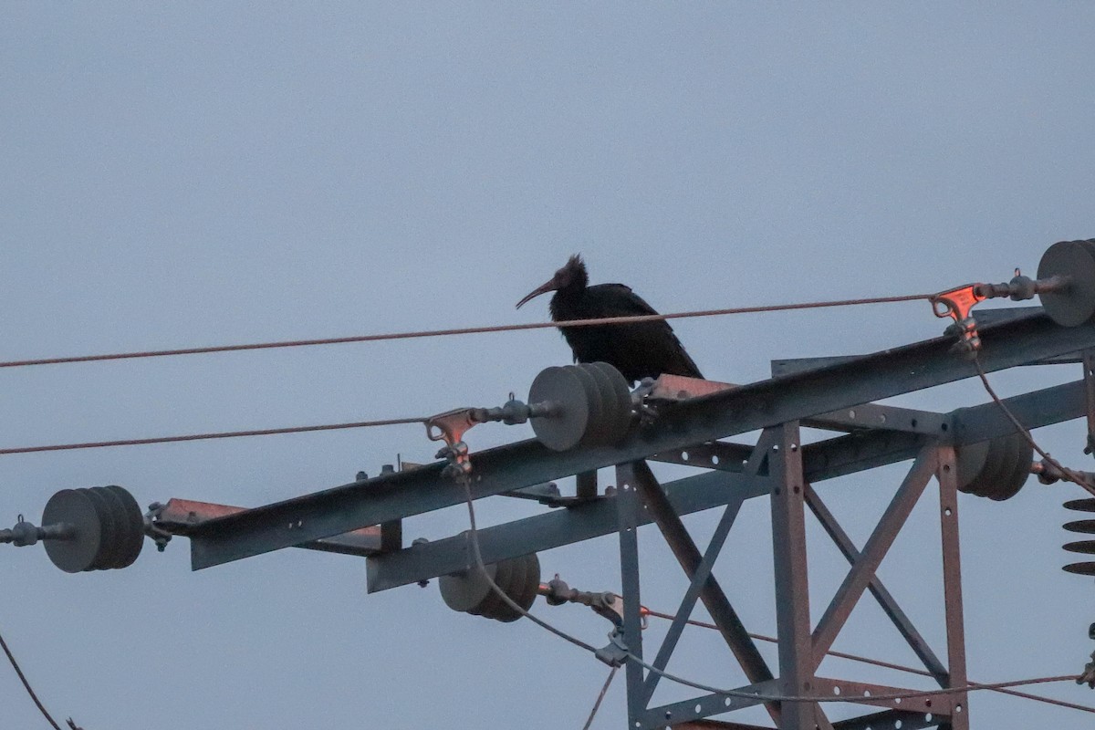 Ibis chauve - ML643764121