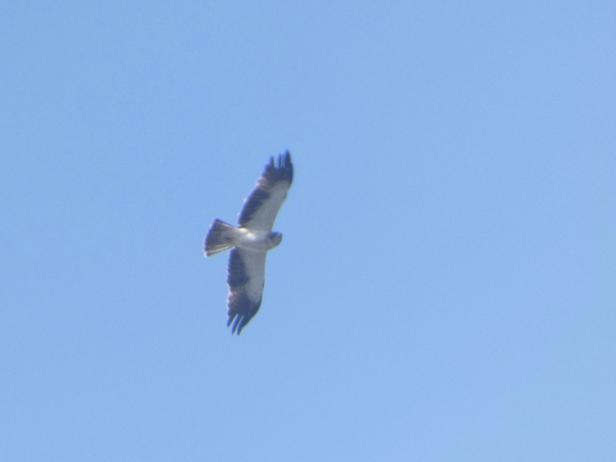 Бахим бүргэд - ML643764127