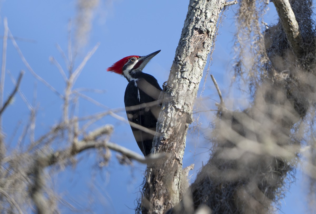 Pileated Woodpecker - ML643764132