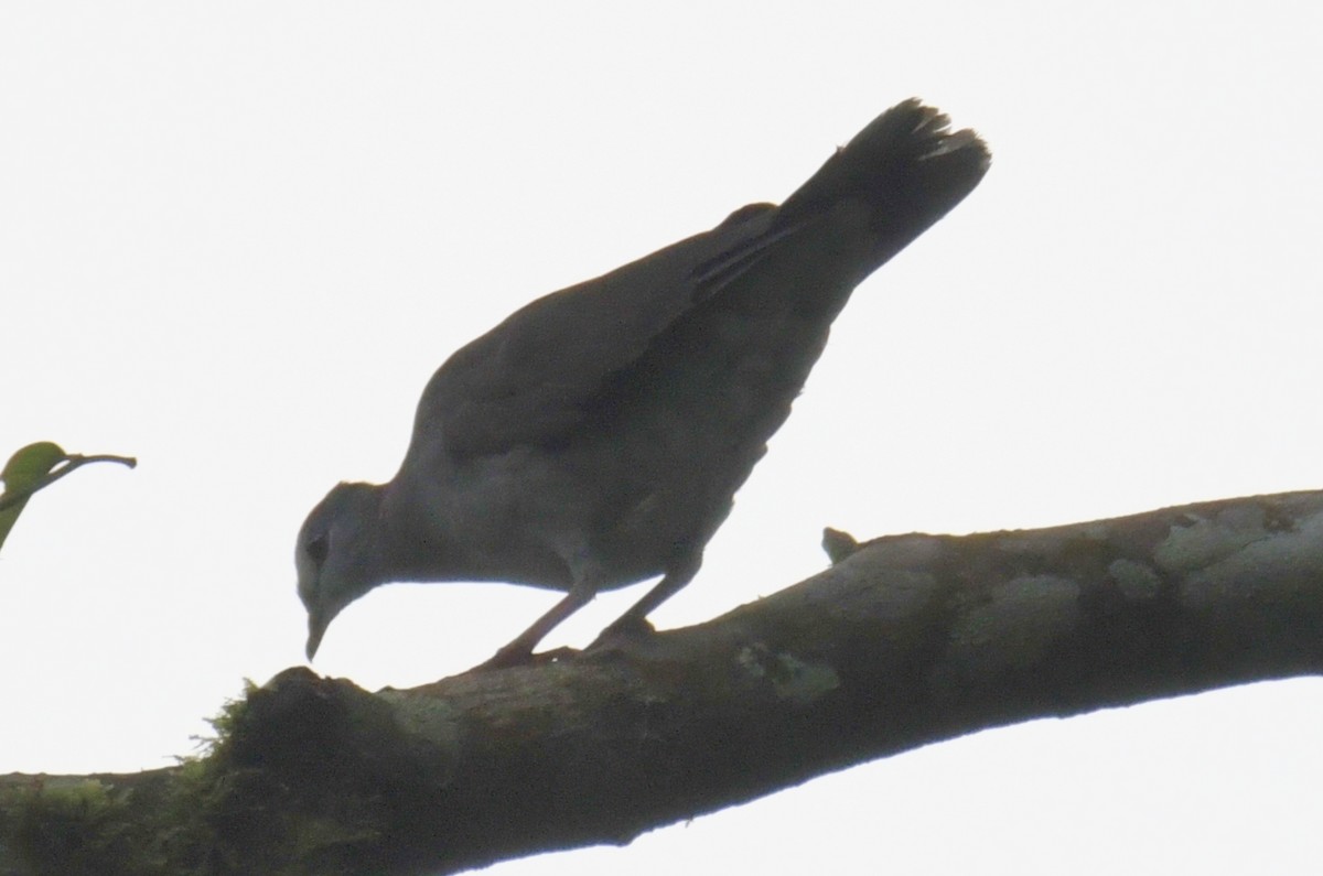 Lemon Dove - ML643764133