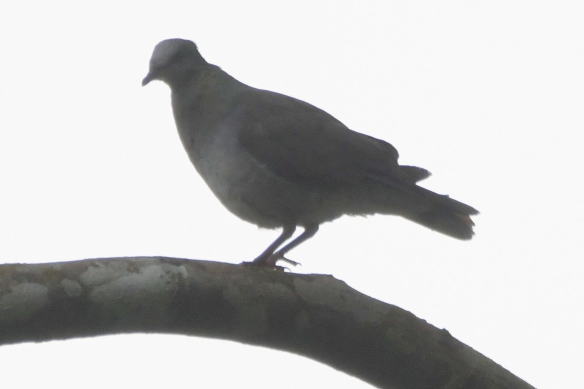Lemon Dove - ML643764134