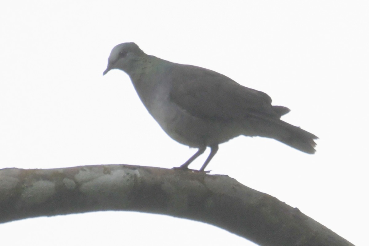 Lemon Dove - ML643764135