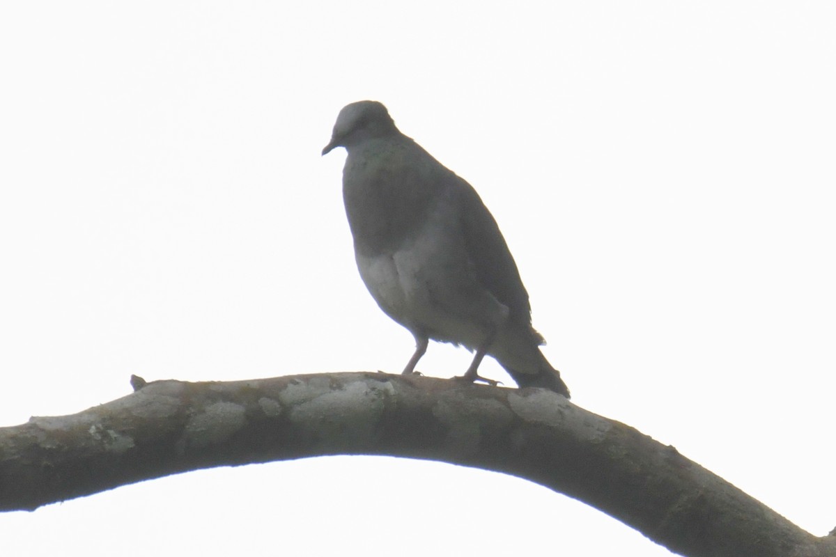 Lemon Dove - ML643764136