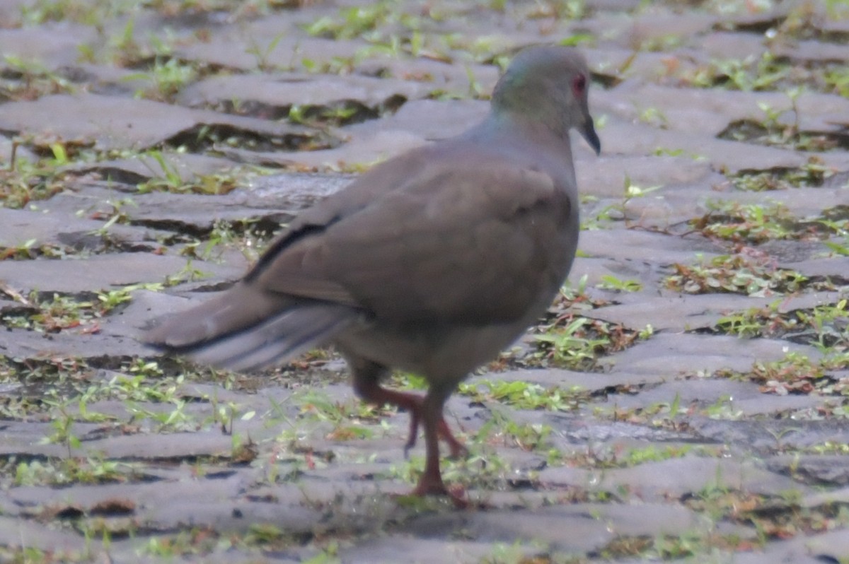Lemon Dove - ML643764137