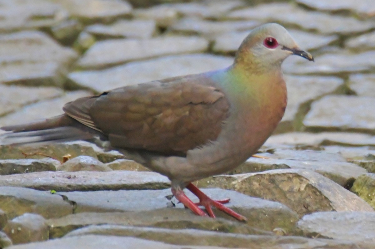 Lemon Dove - ML643764138