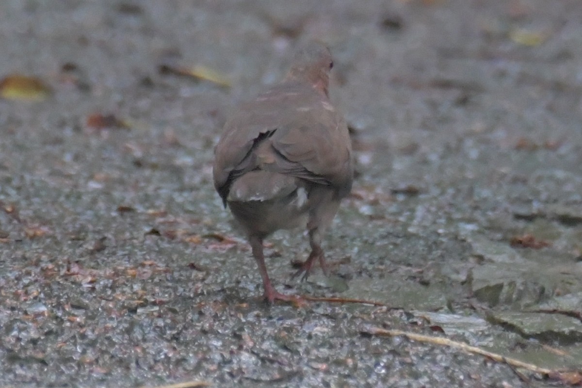 Lemon Dove - ML643764139
