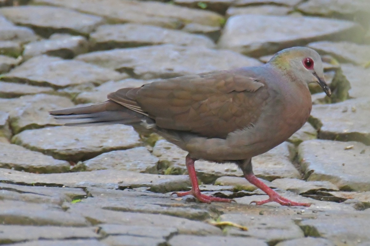 Lemon Dove - ML643764140