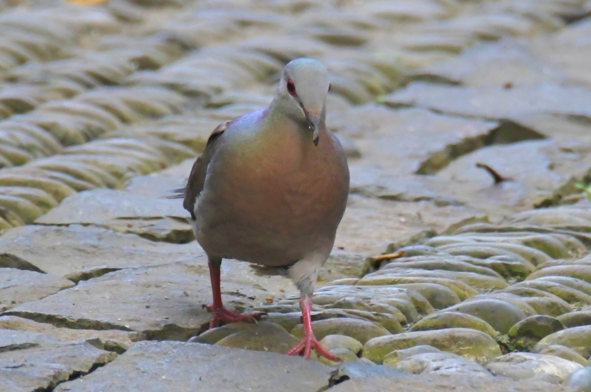 Lemon Dove - ML643764141