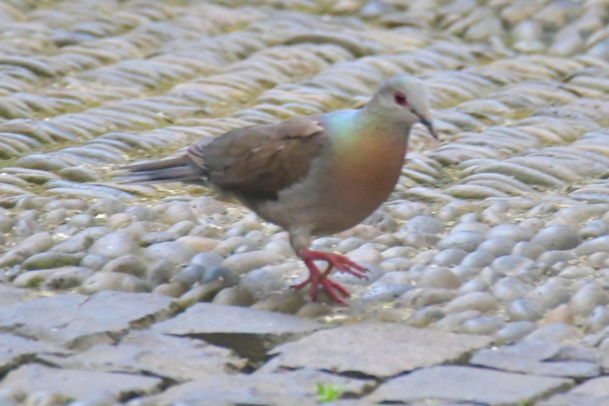 Lemon Dove - ML643764142