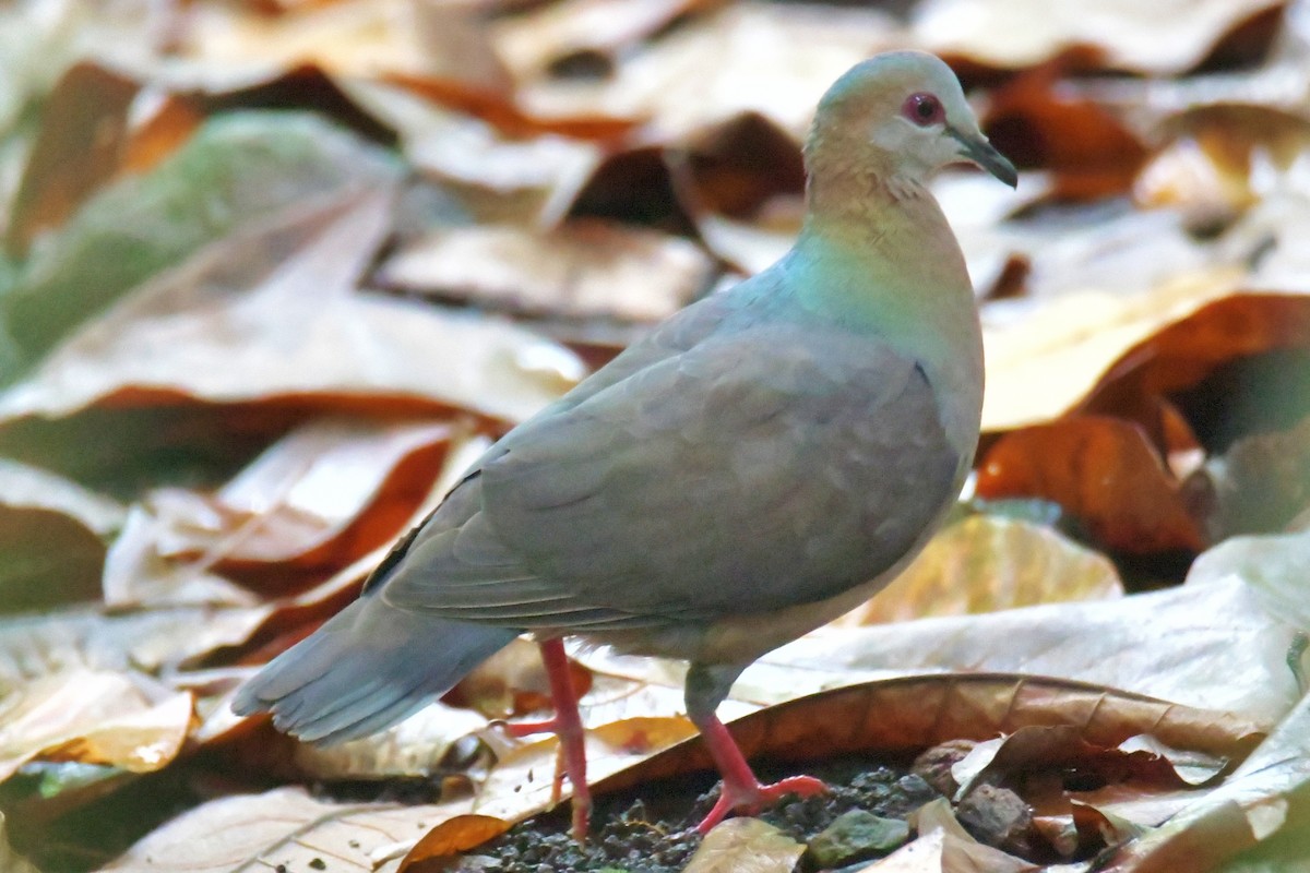 Lemon Dove - ML643764143
