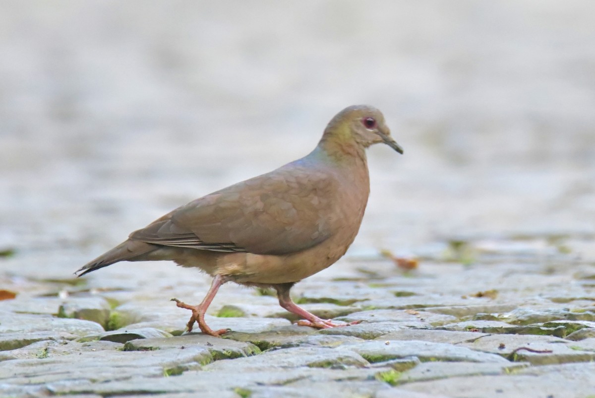 Lemon Dove - ML643764144