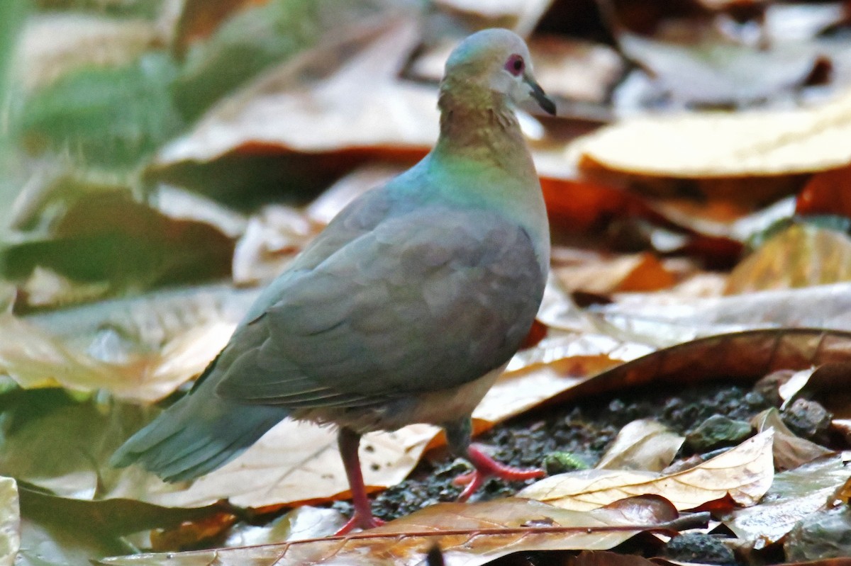 Lemon Dove - ML643764145