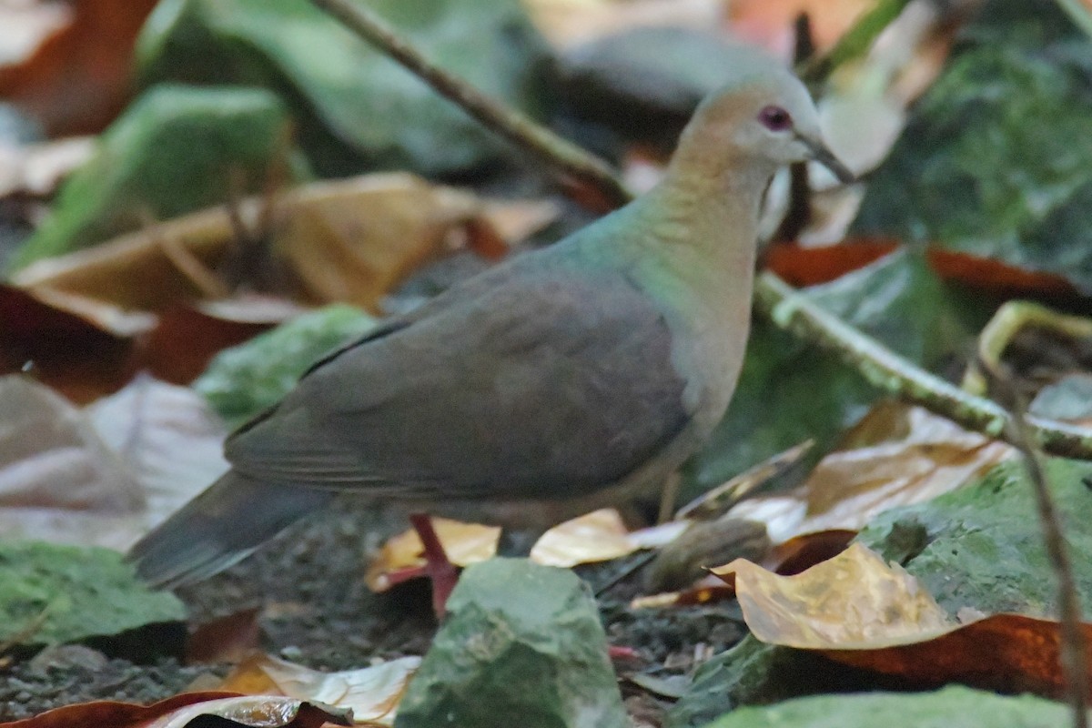 Lemon Dove - ML643764147