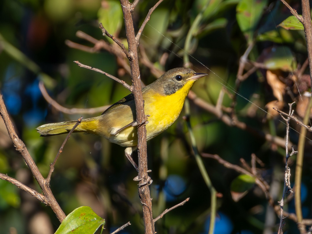 Common Yellowthroat - ML643764148
