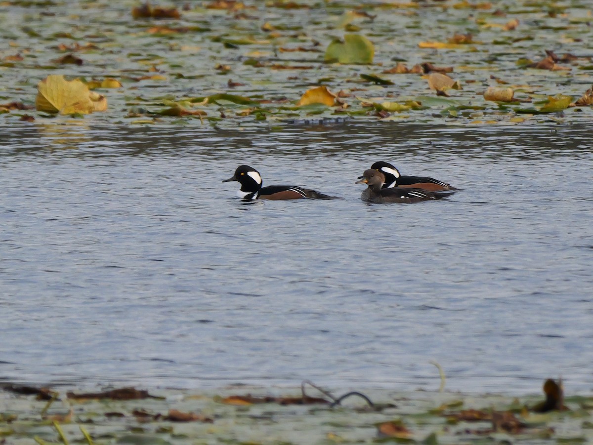 Hooded Merganser - ML643764154