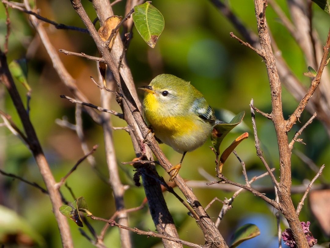 Northern Parula - ML643764157
