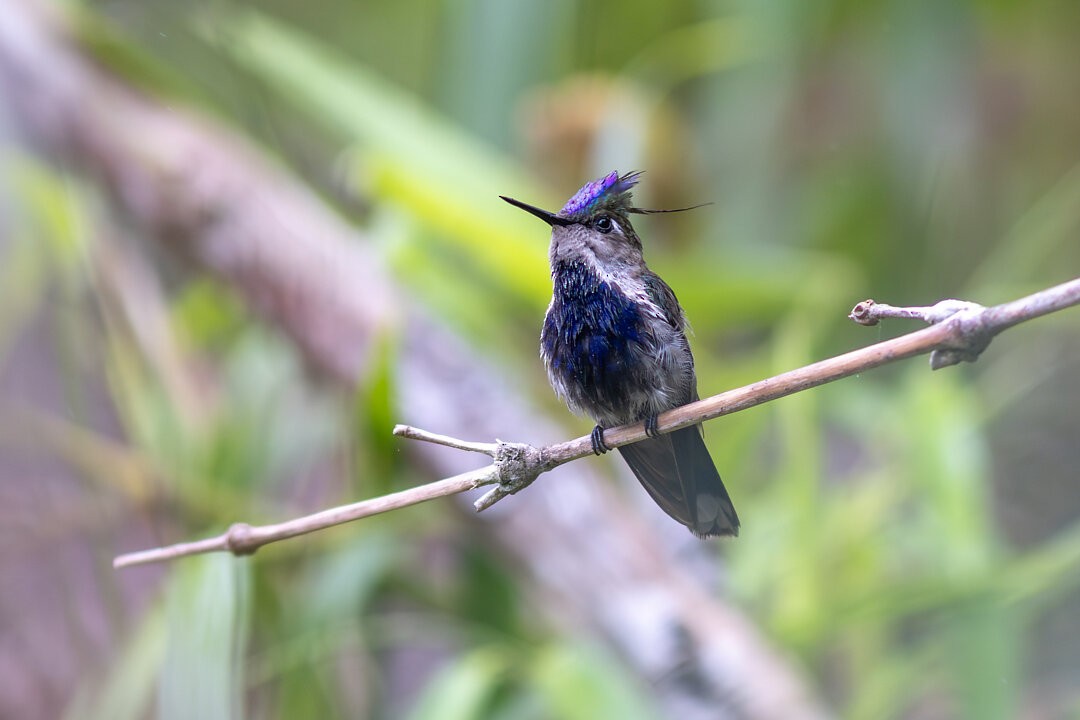 Purple-crowned Plovercrest - ML643764158
