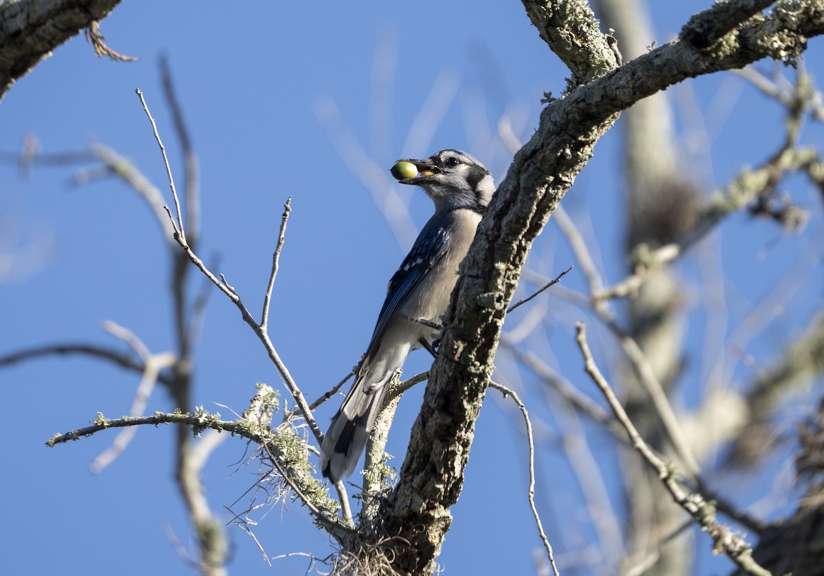 Blue Jay - ML643764161