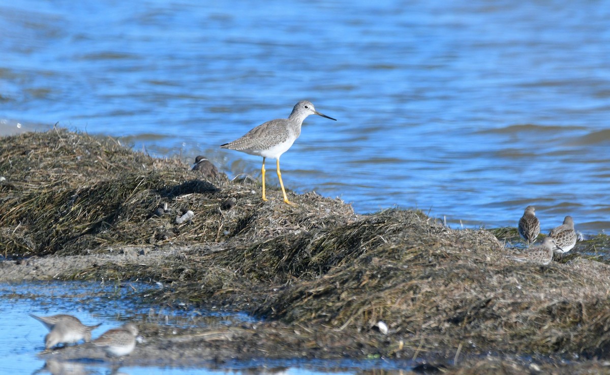 Greater Yellowlegs - ML643764162