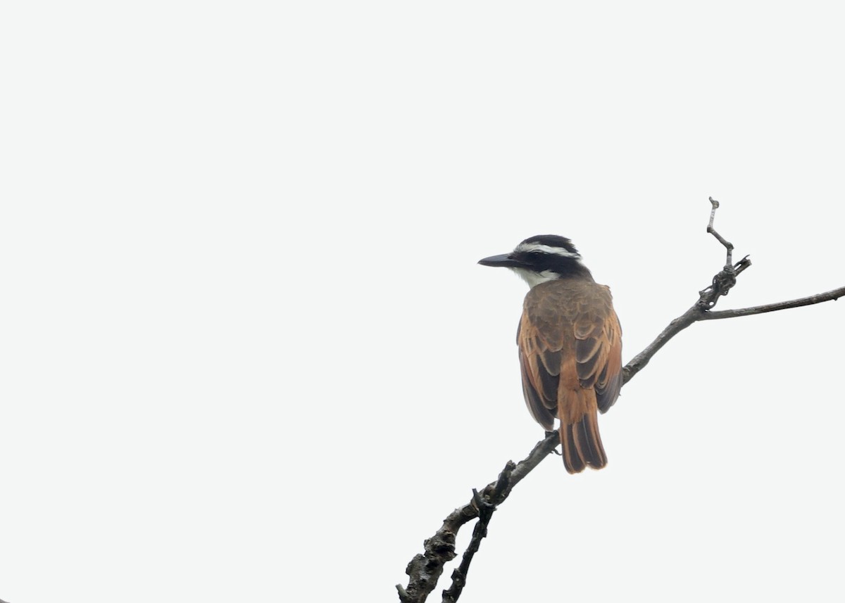 Great Kiskadee - ML643764175