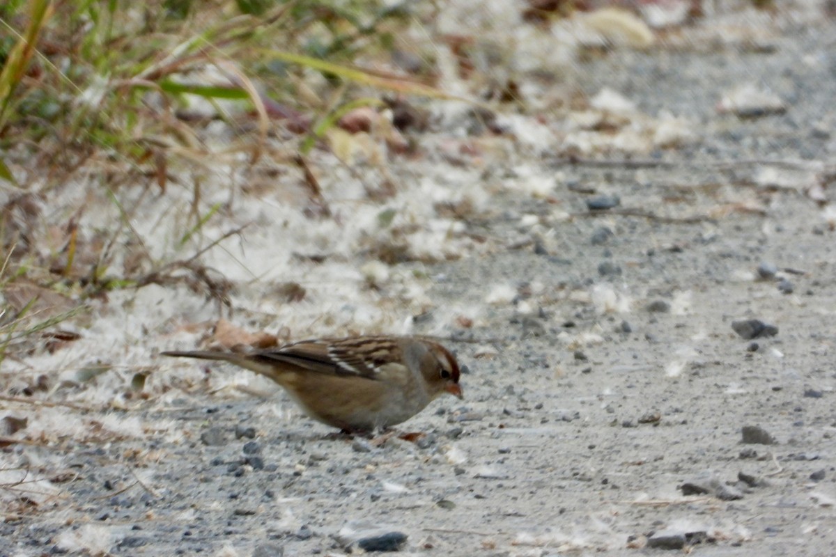White-crowned Sparrow - ML643764239