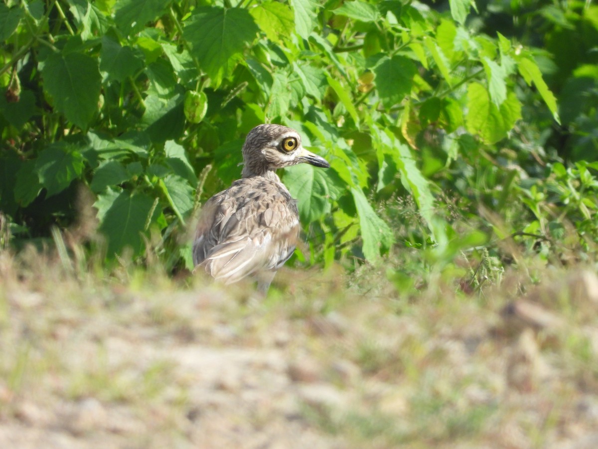 dytík indický - ML643764244