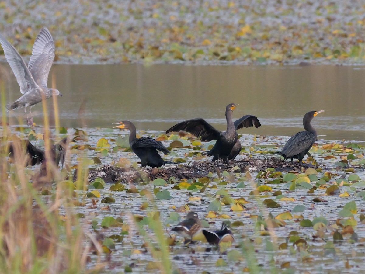 Double-crested Cormorant - ML643764246