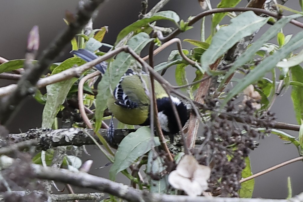 Mésange montagnarde - ML643764252
