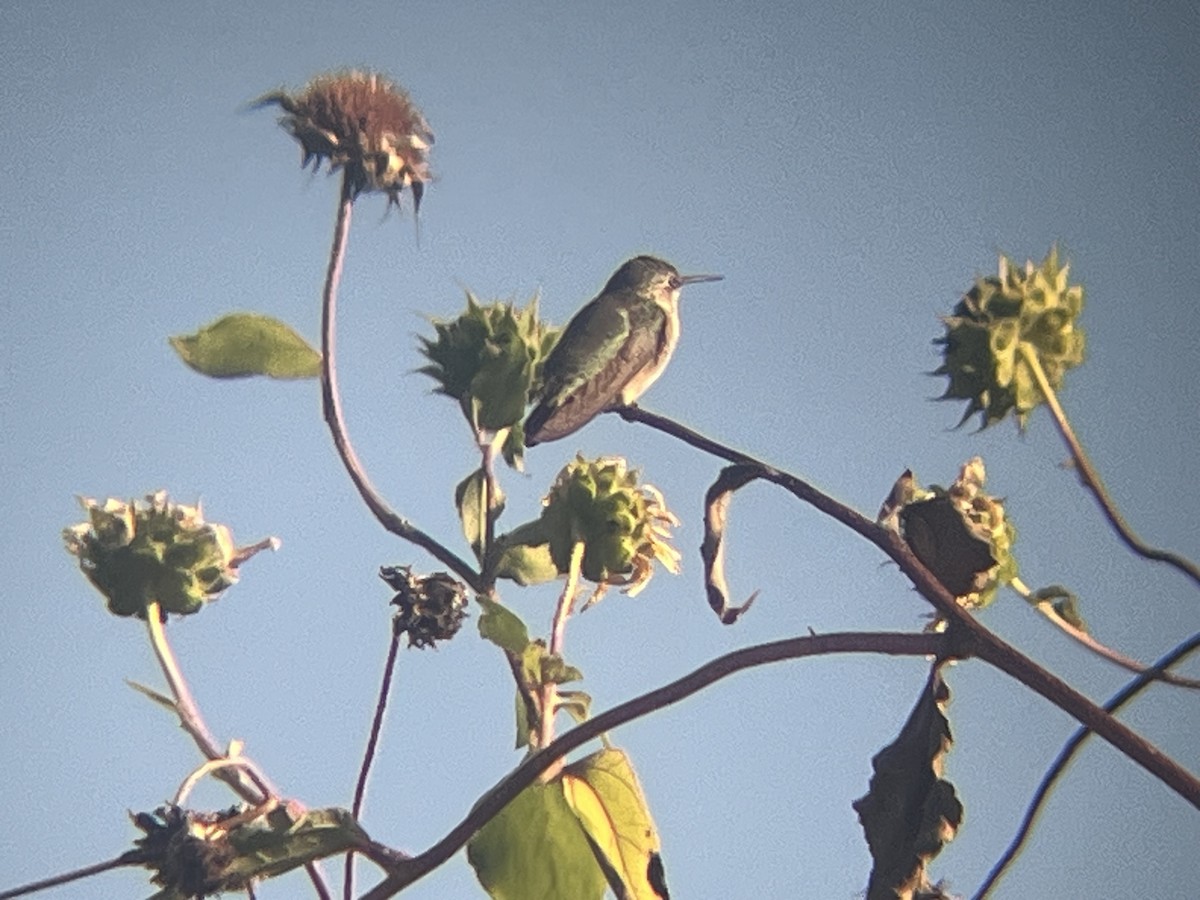 Calliope Hummingbird - ML643764253