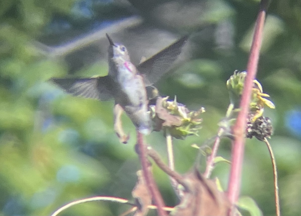 Calliope Hummingbird - ML643764254