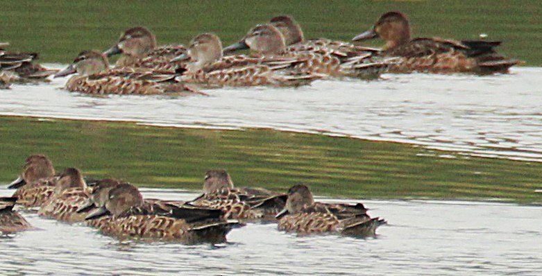 Blue-winged Teal - ML643764256