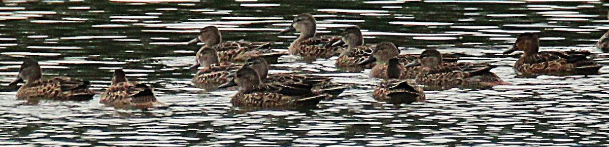Blue-winged Teal - ML643764257